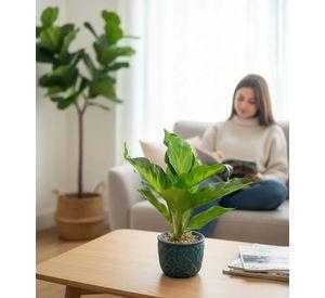 Planta Decorativa Artificial Follaje Espléndido Elegante Jhn