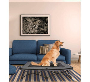 Cama Elevada Plegable Para Perro Talla L Soporta 90 Kg