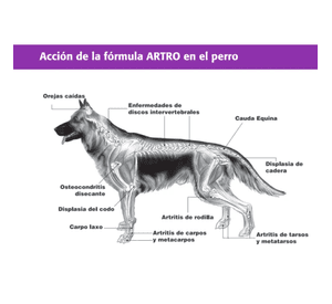 Equilibrium Artro Suplemento Articular Para Perros 60u